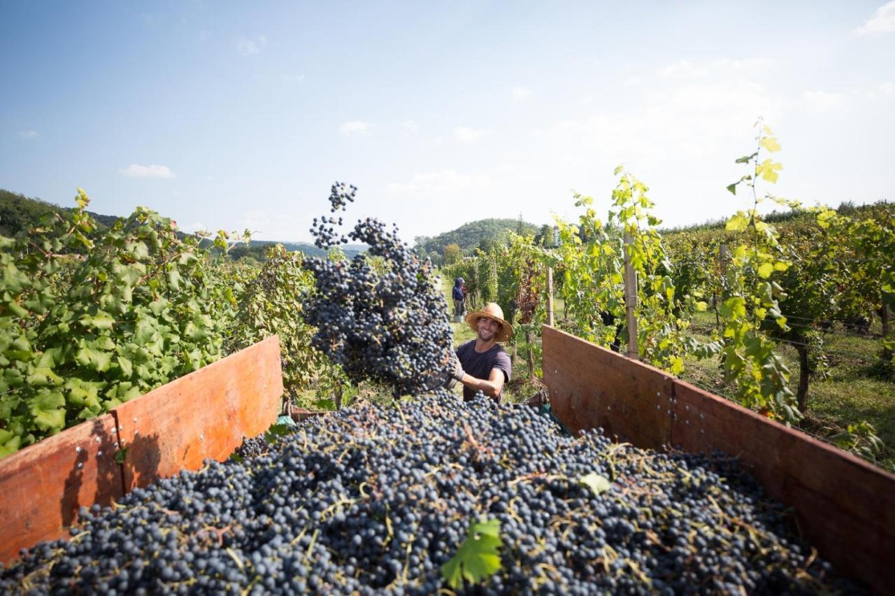 Il Roncal Wine Resort - For Wine Lovers Cividale del Friuli 外观 照片