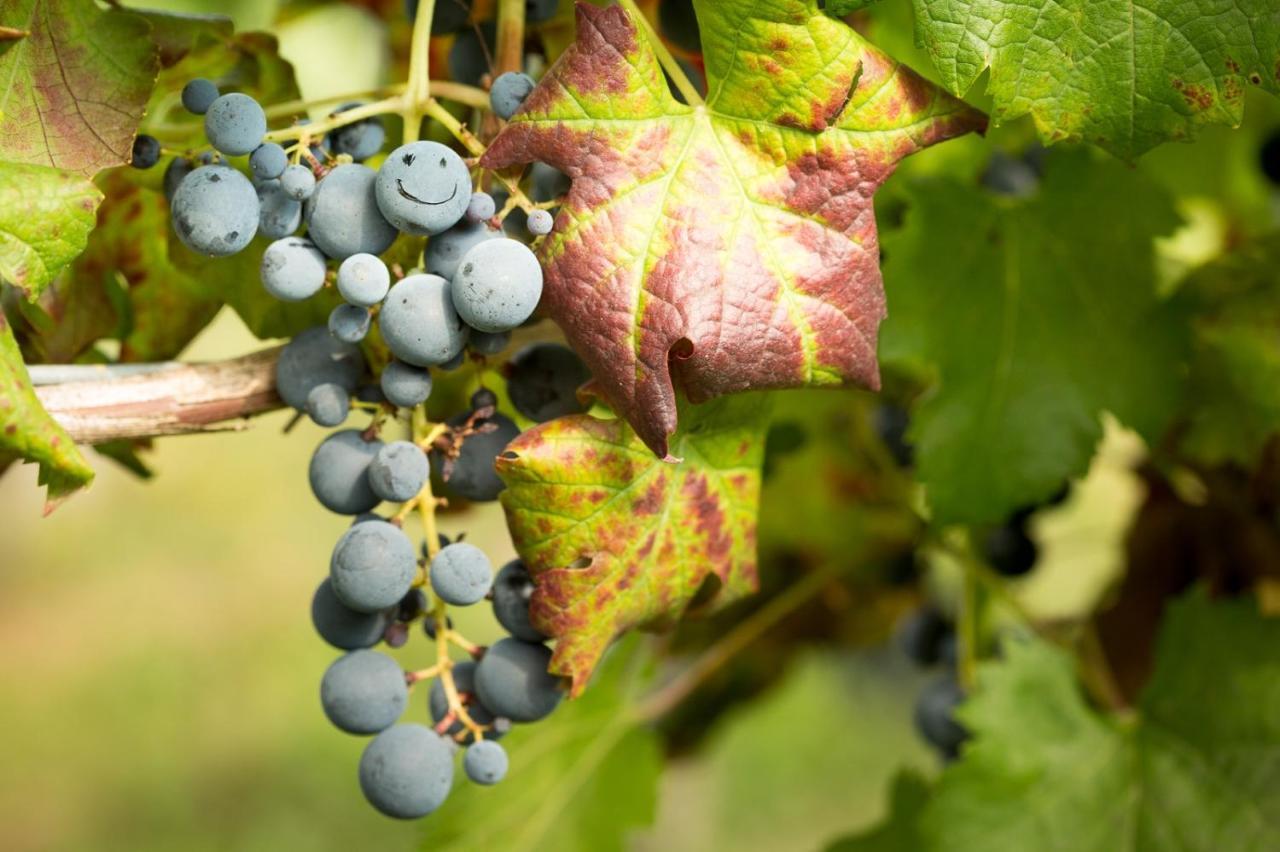 Il Roncal Wine Resort - For Wine Lovers Cividale del Friuli 外观 照片