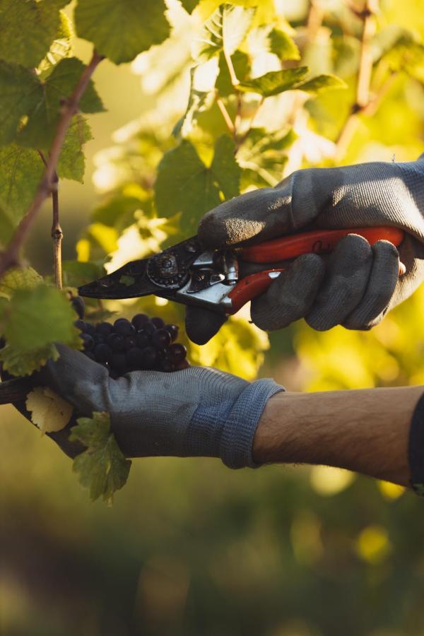 Il Roncal Wine Resort - For Wine Lovers Cividale del Friuli 外观 照片