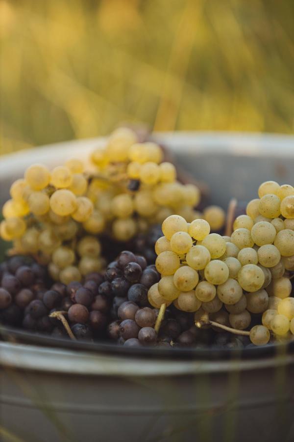 Il Roncal Wine Resort - For Wine Lovers Cividale del Friuli 外观 照片